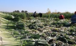 Kozan’da Pırasa Mesaisi Başladı: Tarlalar Kokuyla Doldu
