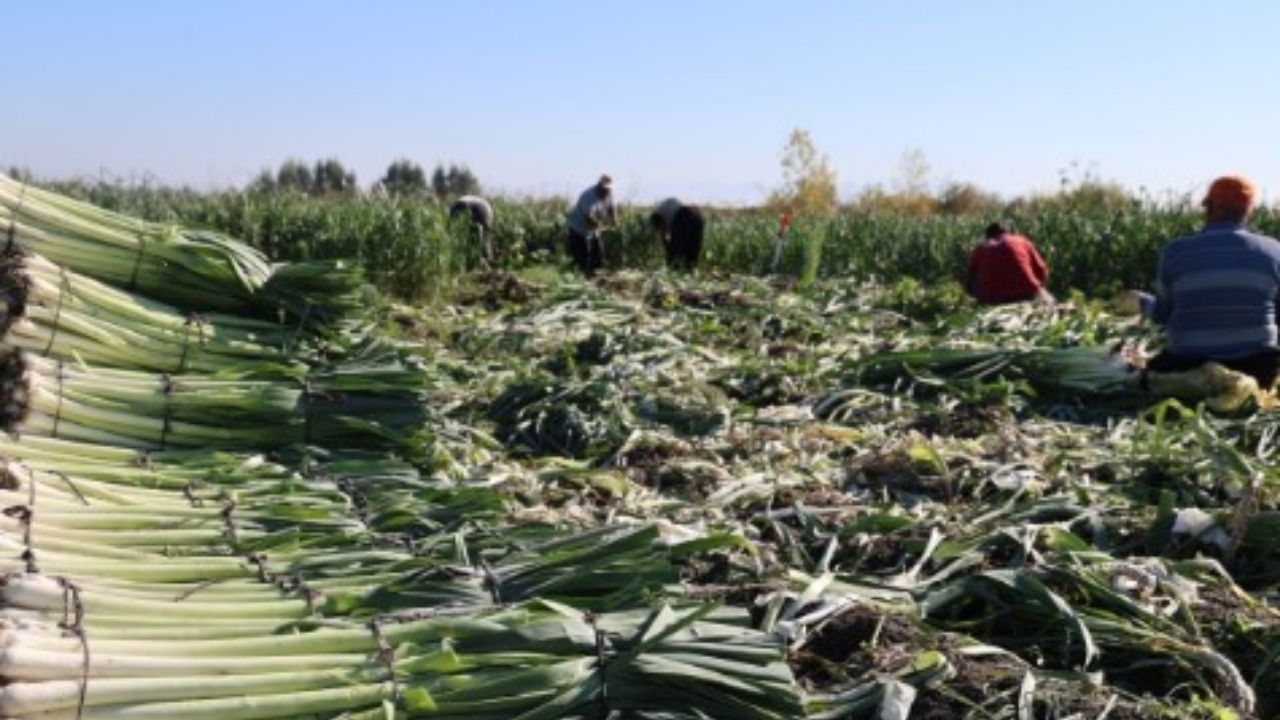 Kozan’da Pırasa Mesaisi Başladı: Tarlalar Kokuyla Doldu